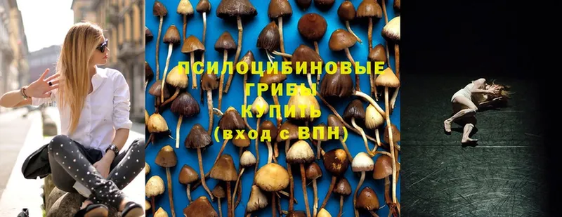 Псилоцибиновые грибы Magic Shrooms  Новосибирск 